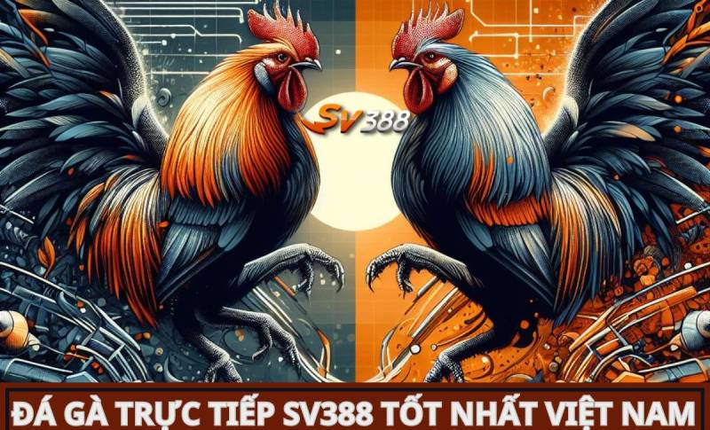 SV388 🎖️ SV 388 link vào trực tiếp đá gà thomo sv388 casino Việt Nam 3 da ga sv388